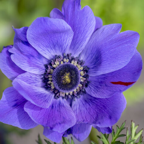 Beautiful violet blue black ornamental anemone coronaria de caen in bloom, bright colorful flowering springtime plant in the garden